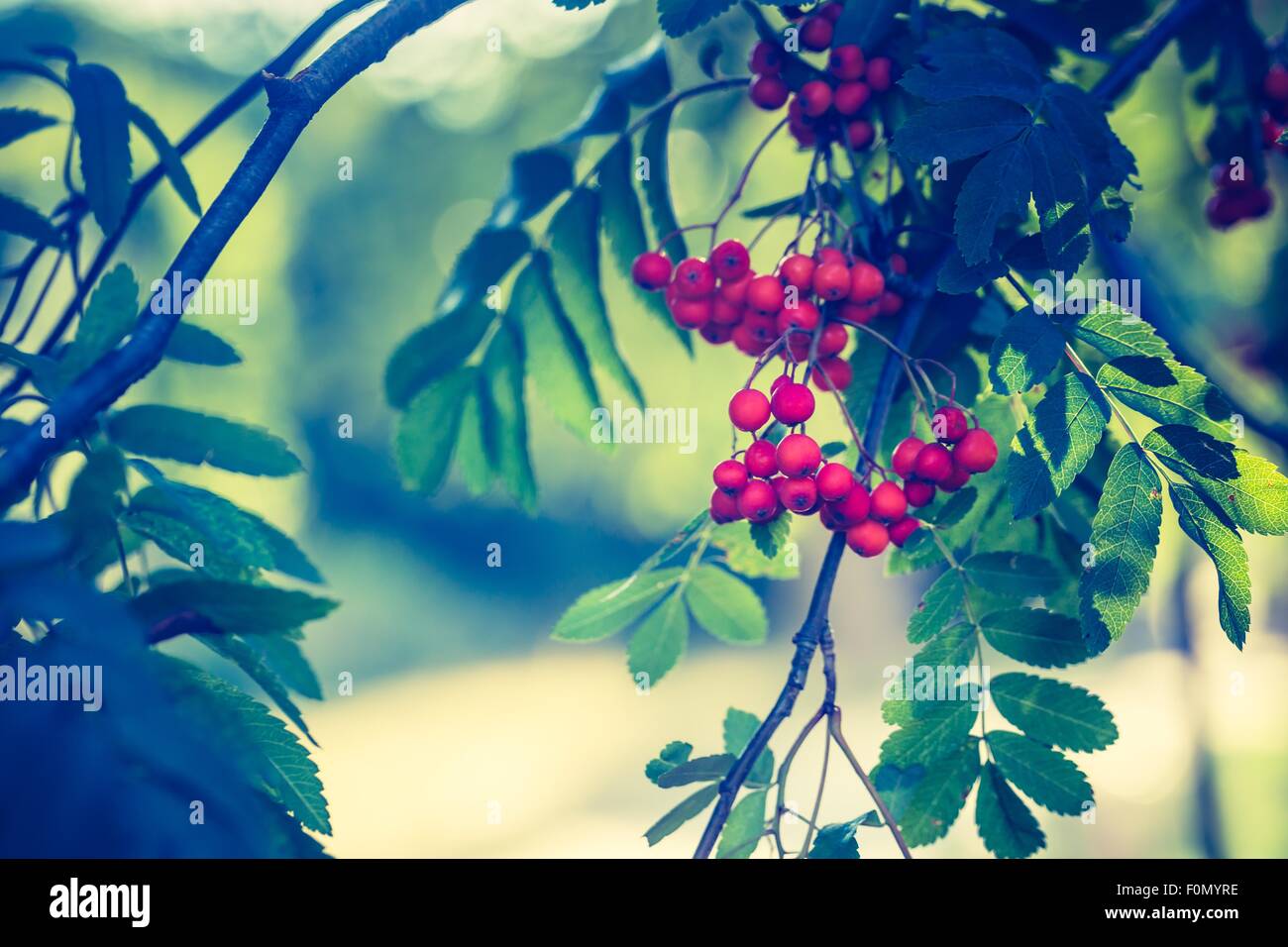 Vintage Foto rot Rowan Früchte am Zweig. Natur-Hintergrund der Eberesche. Stockfoto