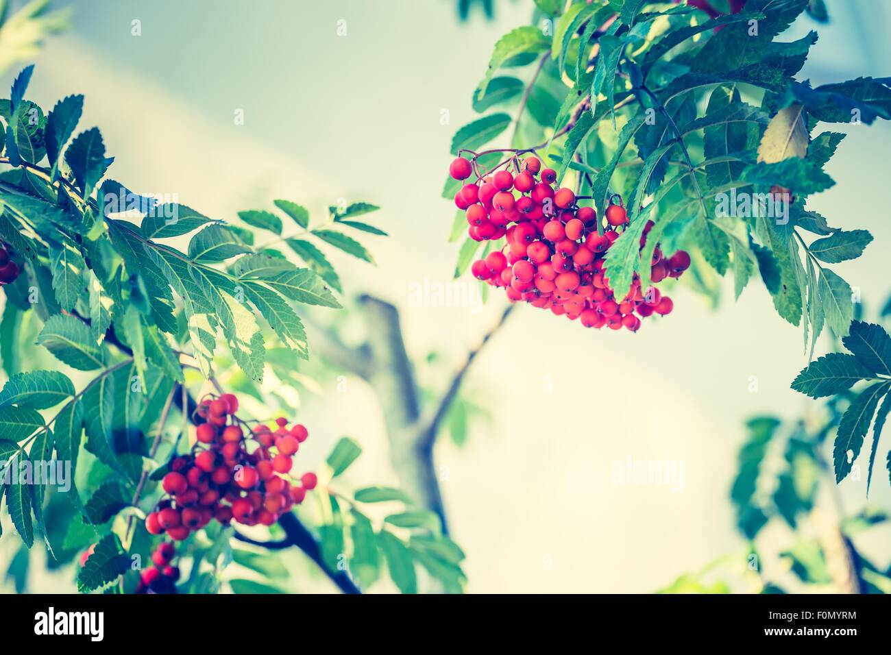 Vintage Foto rot Rowan Früchte am Zweig. Natur-Hintergrund der Eberesche. Stockfoto