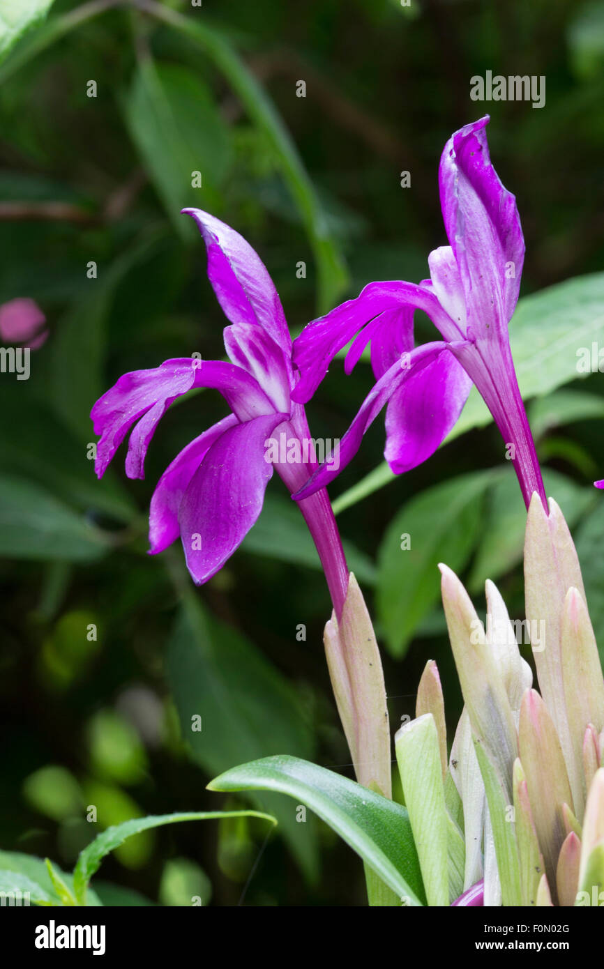 Tiefviolette Blüten von der robusten Ingwer, Roscoea Humeana F. Tyrium, aka R. Cautleyoides Var Cautleyoides Forma atropurpurea Stockfoto