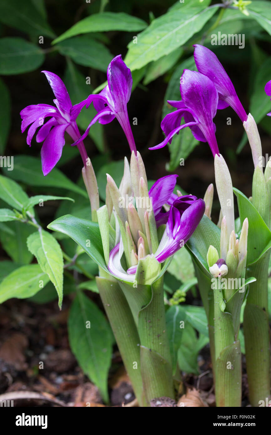 Tiefviolette Blüten von der robusten Ingwer, Roscoea Humeana F. Tyrium, aka R. Cautleyoides Var Cautleyoides Forma atropurpurea Stockfoto