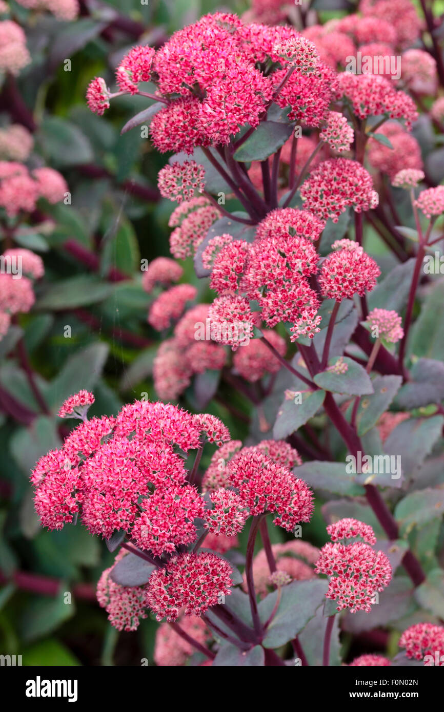 Kugelige rote Blütenköpfchen über kurzen rötlichen Stängel von Sedum 'Red Cauli' Stockfoto