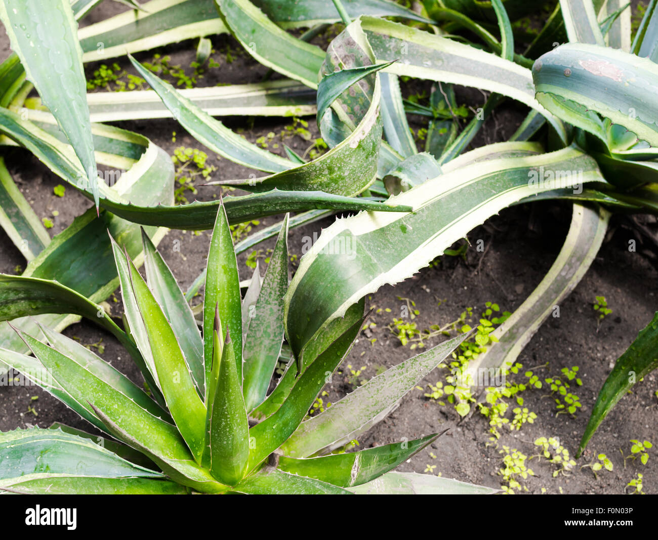 Nahaufnahme von einer Aloe Vera Pflanzen wachsen in einem natürlichen Botanik Garten Stockfoto