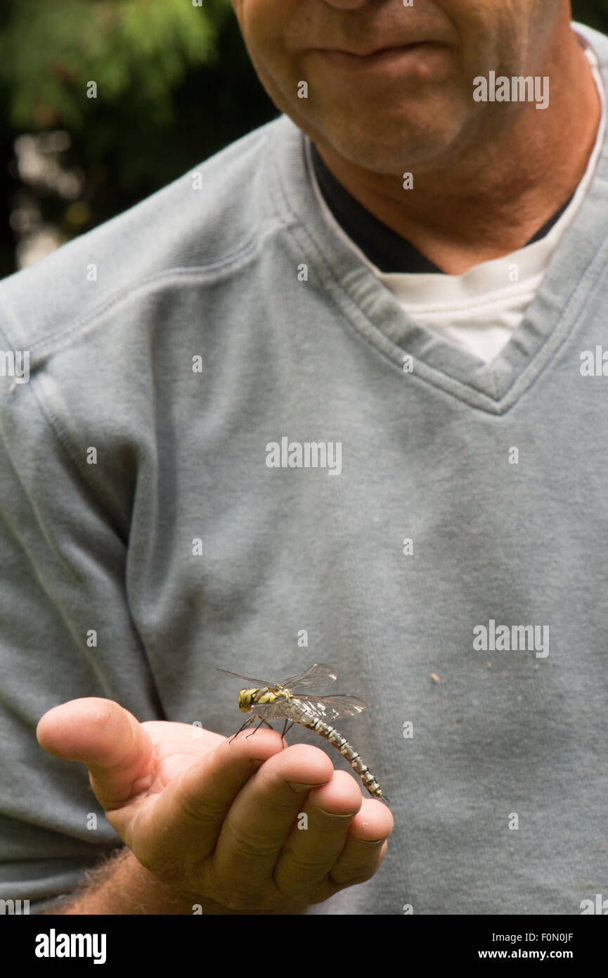 Südlichen Hawker Libelle auf menschliche hand Stockfoto