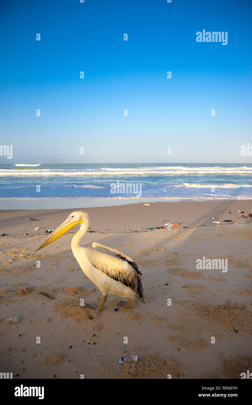 Pelikan am leeren Strand in Saint-Louis in den frühen Morgenstunden Stockfoto