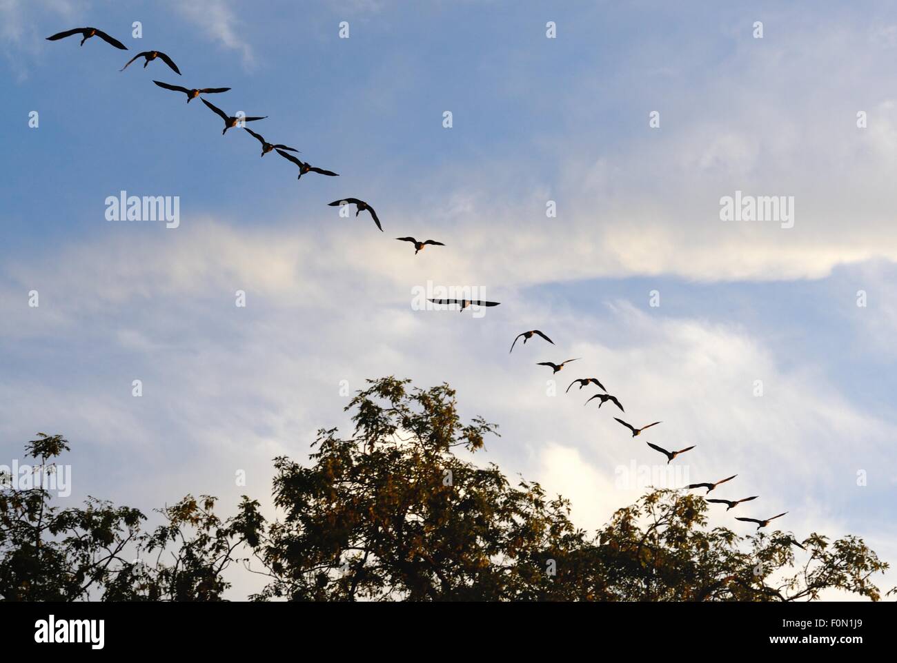 Ein Schwarm Gänse in einer geraden Linie Bildung im Abendlicht fliegen. Stockfoto
