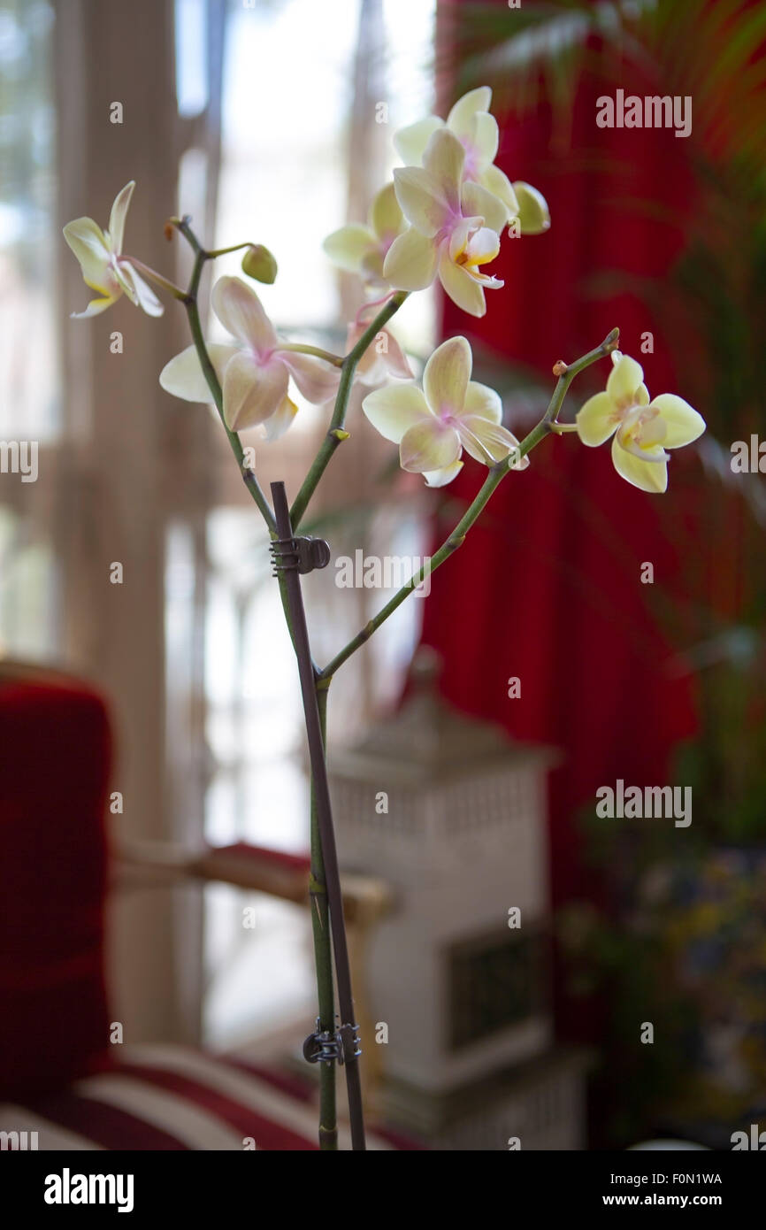 Hautnah auf eine Aphrodite-Orchidee Stockfoto