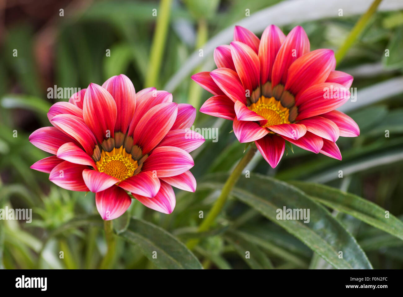 Gazanien Pflanze in Blüte Stockfoto