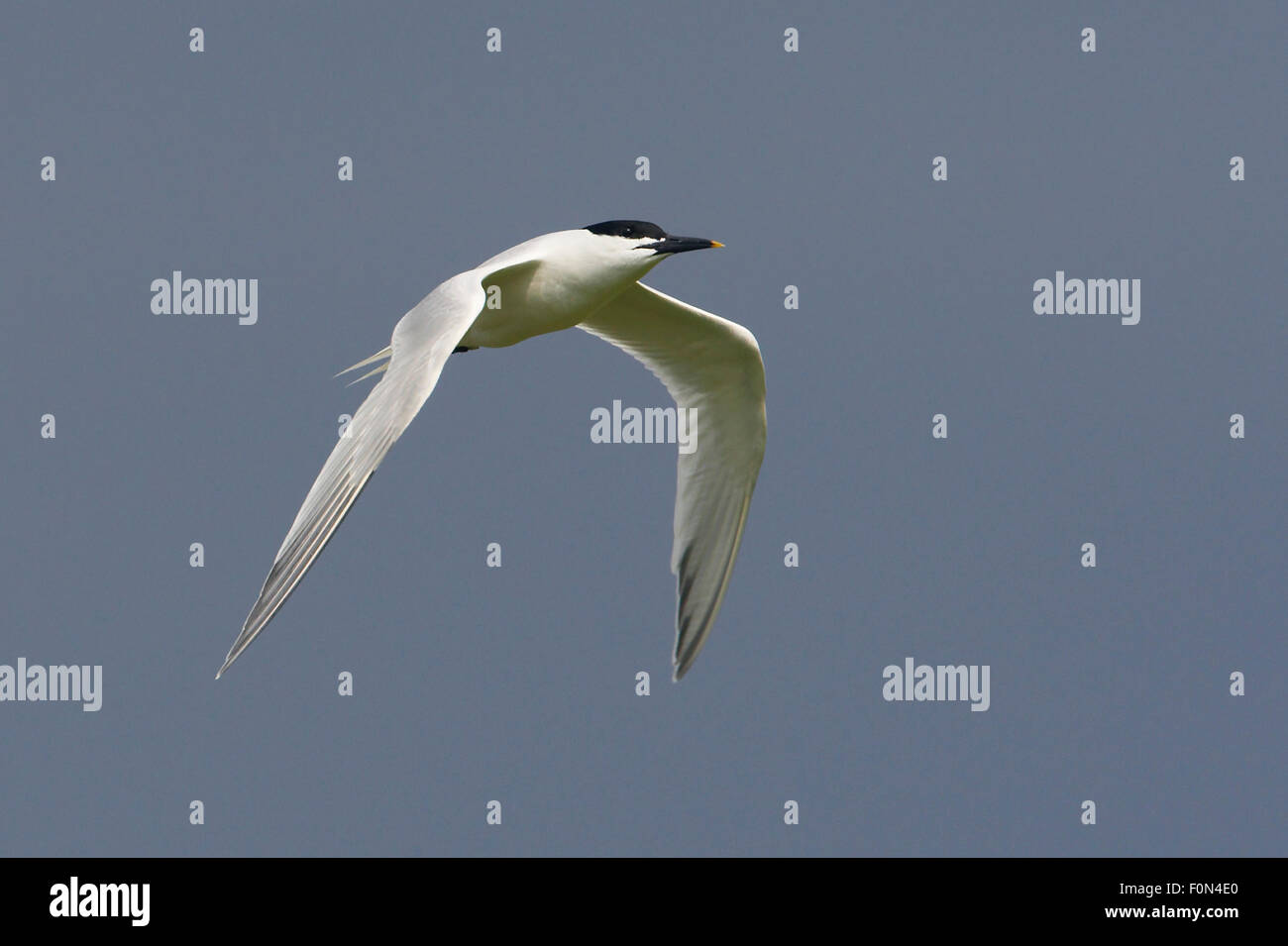 Brandseeschwalbe (Sterna Sandvicensis) im Flug, Texel, Niederlande, Mai 2009 Stockfoto