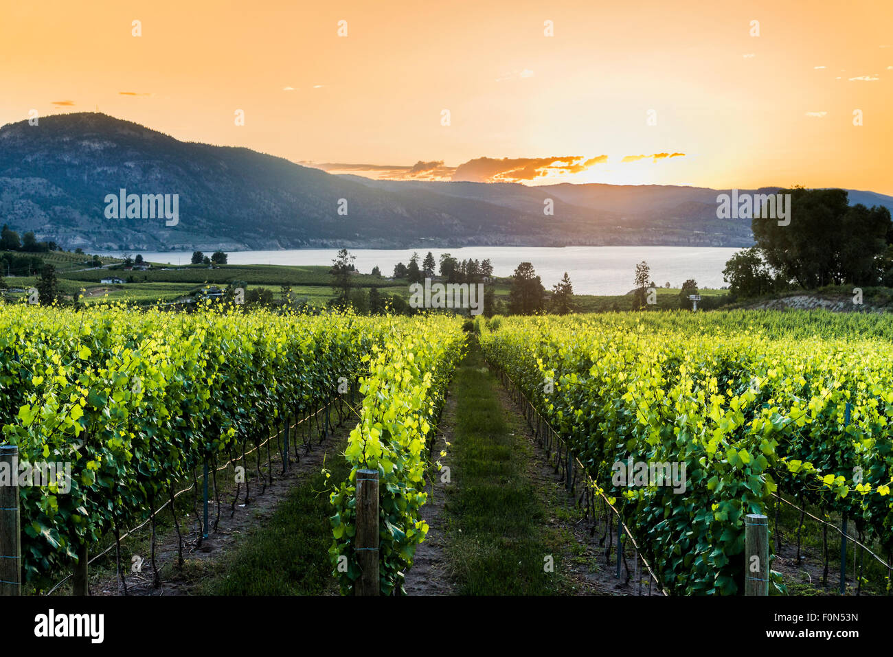 Weinberg bei Sonnenuntergang, Naramata Bank, Okanagan Valley, British Columbia, Kanada Stockfoto