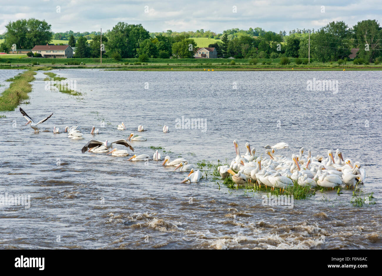 Iowa, Amana Colonies, Amana, amerikanische weiße Pelikane (Pelecanus Erythrorhynchos) in überfluteten Hof Feld Stockfoto