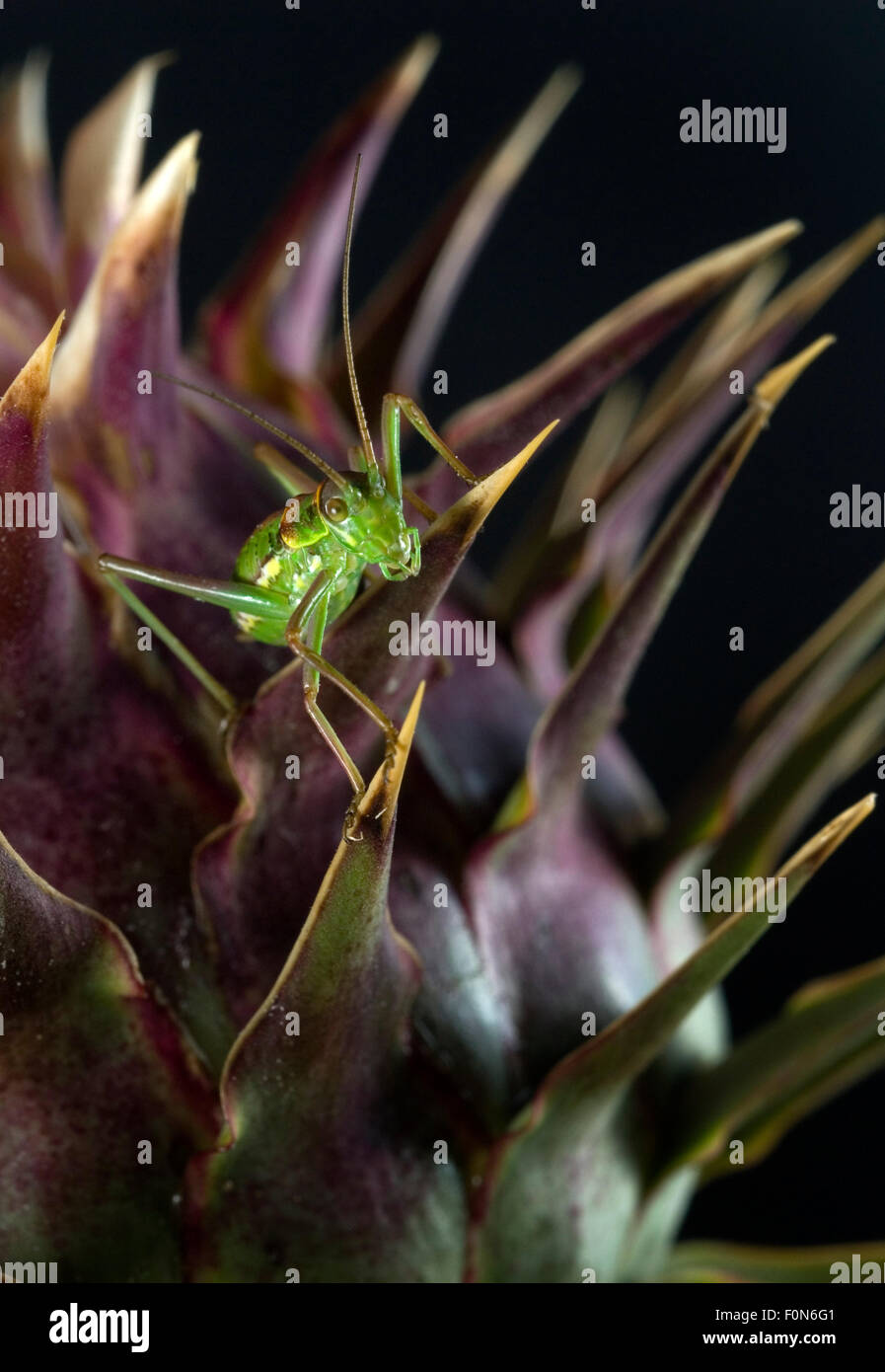 Bush-Cricket auf wilde Distel (Cynara Humilis) Natural Park South West Alentejano, Alentejo und Costa Vicentina, Portugal, Juni 2009 Stockfoto