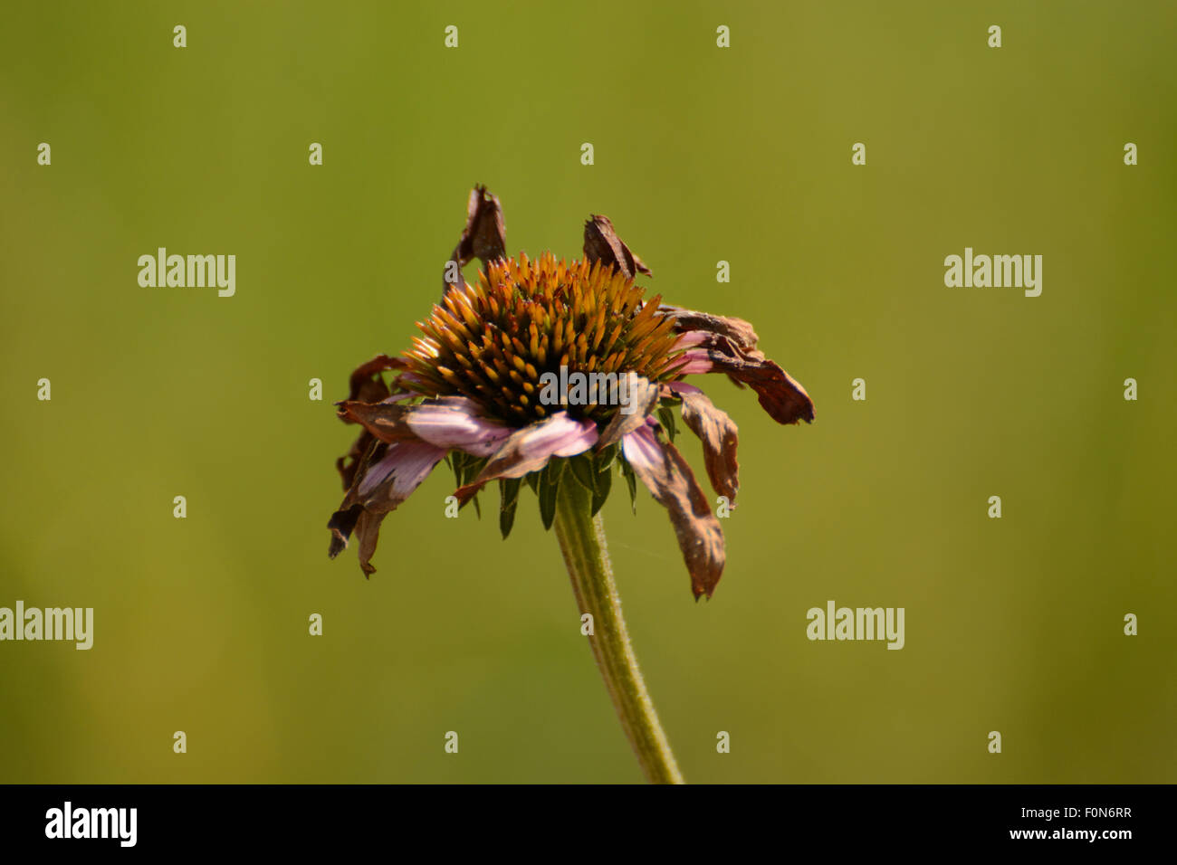Sonnenhut (Echinacea) verblassen Stockfoto