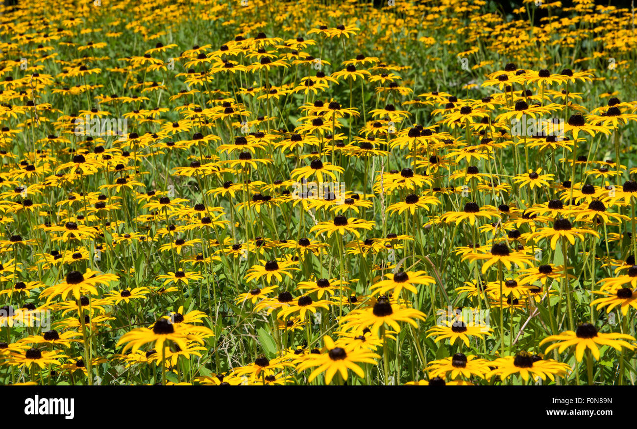 Bereich der gelben Blüten Stockfoto