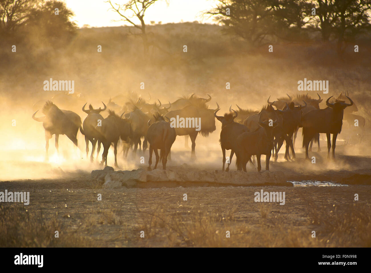 Blaue Gnus in Kgalagadi Transfrontier Park mit Sonnenlicht während des Sonnenuntergangs, Südafrika Stockfoto