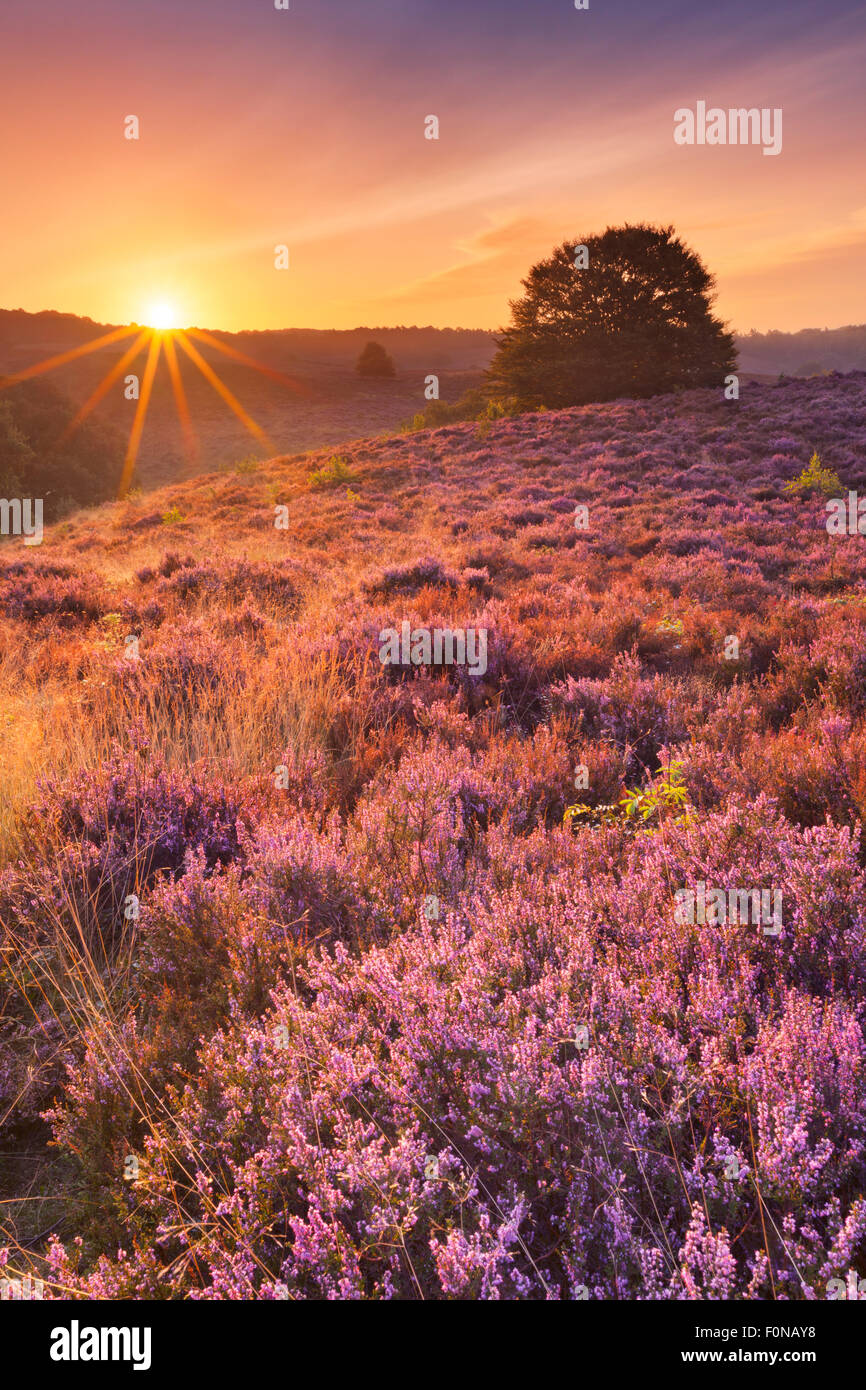 Endlose Hügel mit blühenden Heidekraut bei Sonnenaufgang. Die Posbank in den Niederlanden fotografierte. Stockfoto