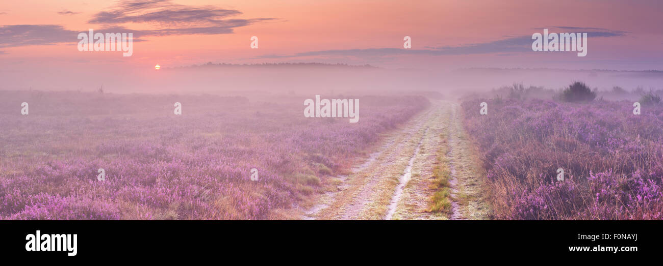Ein Weg durch blühende Heide in den Niederlanden an einem schönen nebligen Morgen bei Sonnenaufgang. Stockfoto