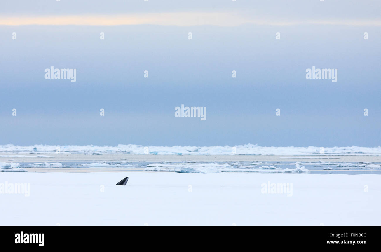 Zwergwal (Balaenoptera Acutorostrata) entstehen durch Schlag Loch im Eis Blatt, Spitzbergen, Svalbard, Norwegen, Juni 2009 Stockfoto