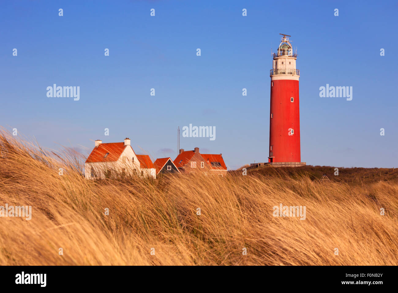 Der Leuchtturm von der Insel Texel in den Niederlanden umgeben von hohen Dünengras in schönen frühen Morgensonne. Stockfoto