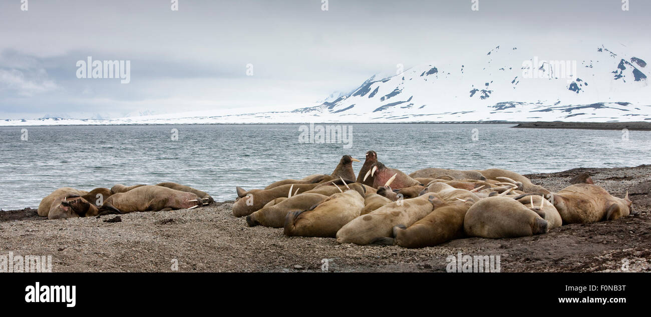 Walross (Odobenus Rosmarus) Kolonie, Richardlagunen, Forlandet Nationalpark, Prins Karls Forland, Spitzbergen, Norwegen, Juni 2009 Stockfoto