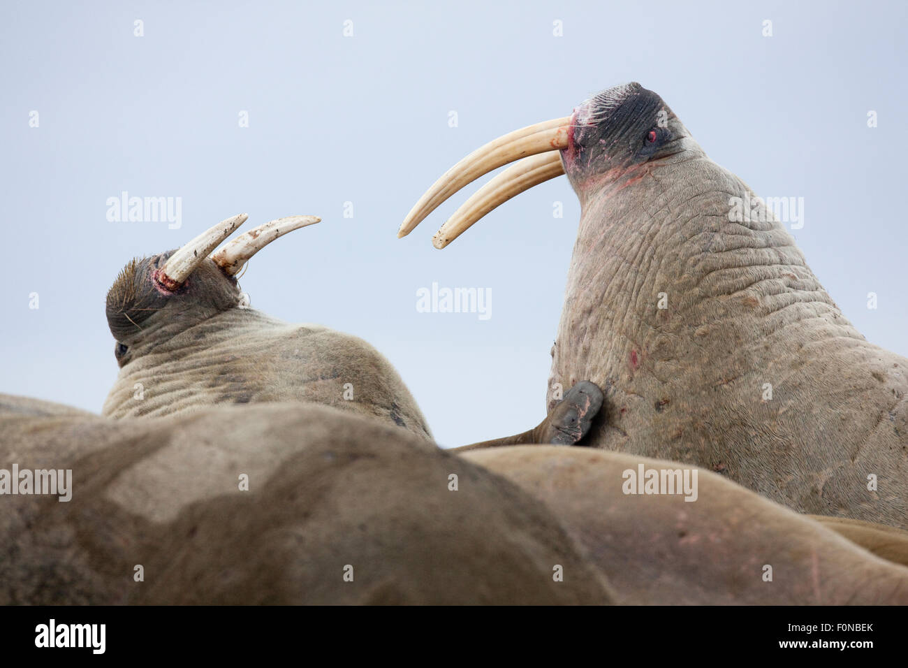 Zwei Walrosse (Odobenus Rosmarus) kämpfen, Richardlagunen, Forlandet Nationalpark, Prins Karls Forland, Spitzbergen, Norwegen, Juni 2009 Stockfoto