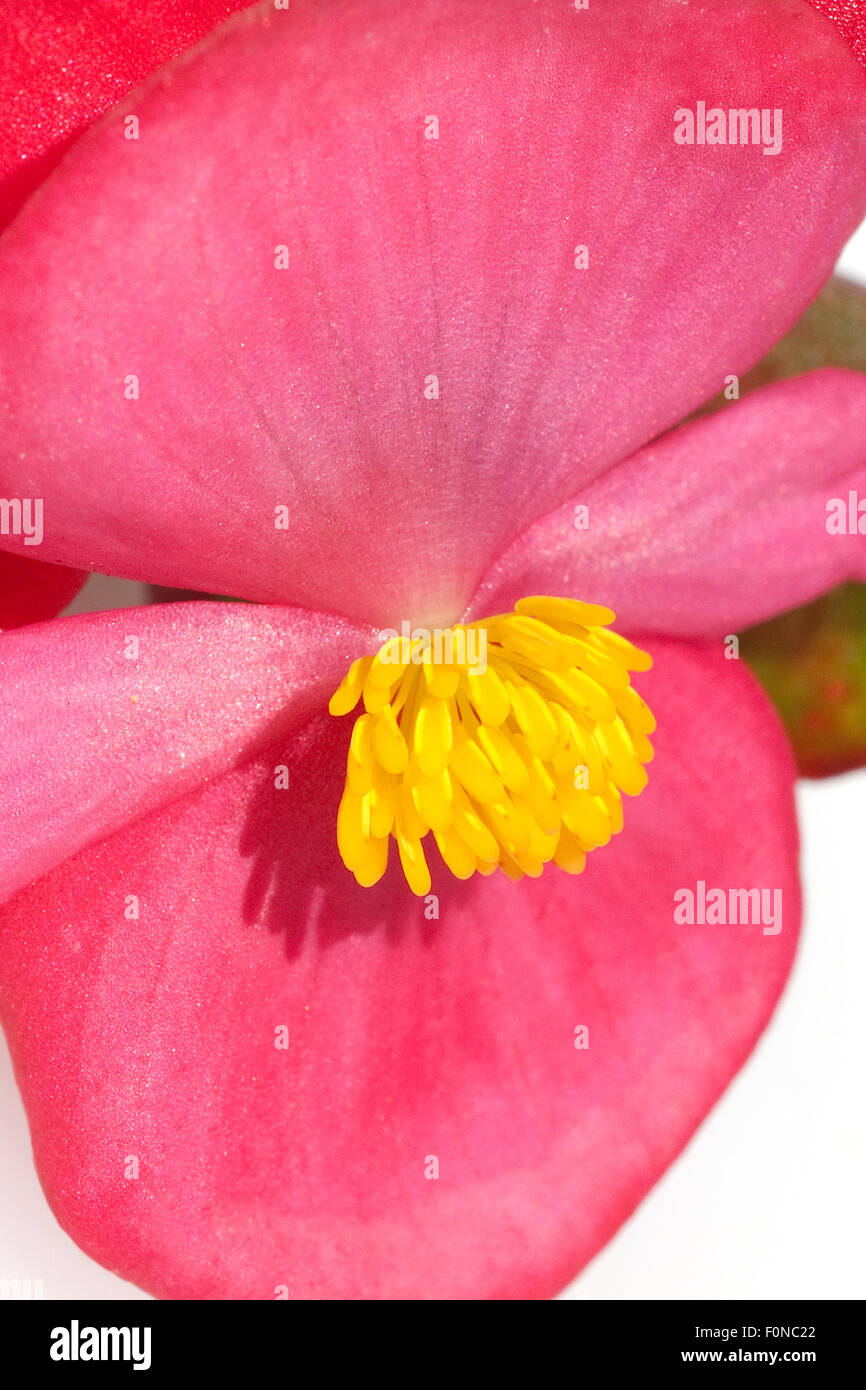 Begonie, Begonie, Semperflorens, Balkonblumen, Stockfoto