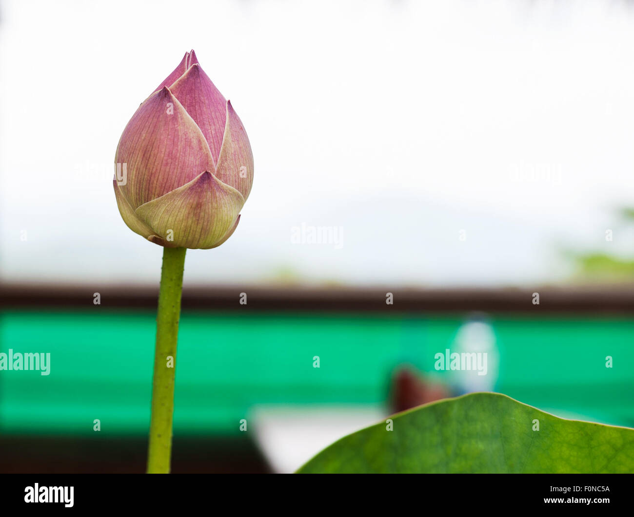 Rosa Lilie Lotus Blume Wasserpflanze Stockfoto