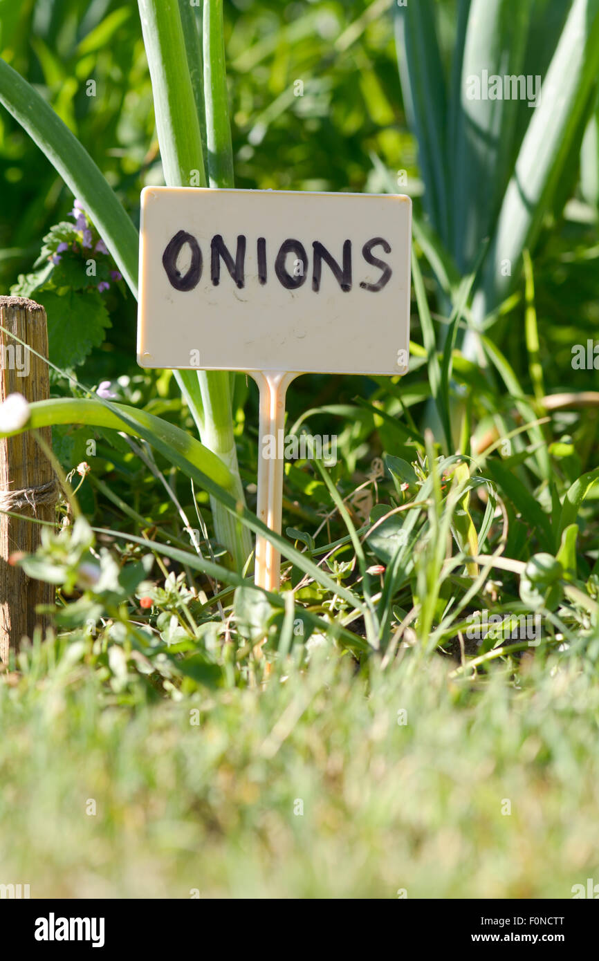 Zwiebeln-Label im Gemüsegarten des Hauses in Saint Thomas de Conac, Region Charente-Maritime, Frankreich Stockfoto