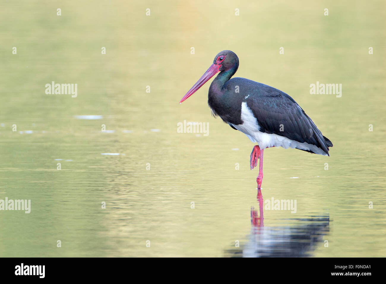 Schwarzstorch (Ciconia Nigra), Altvogel ruhen, mittlere Elbe-Biosphärenreservat, Sachsen-Anhalt, Deutschland Stockfoto