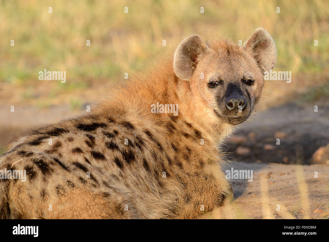Spotted Hyäne, Lachen der Hyänen (Crocuta Crocuta), am Morgen, Porträt, Masai Mara National Reserve, Kenia Stockfoto