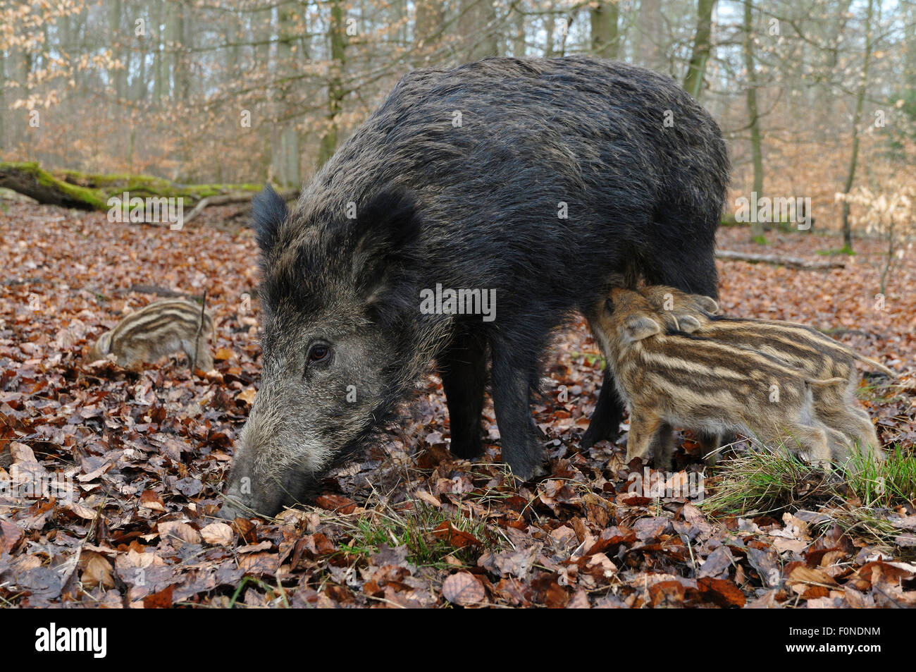 Wildschwein (Sus Scrofa), säen Spanferkel ihrer Ferkel, stehend, Gefangenschaft, North Rhine-Westphalia, Deutschland Stockfoto