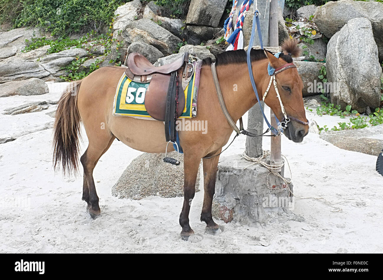 Braune Pferd am Strand für Touristen Erholung Stockfoto