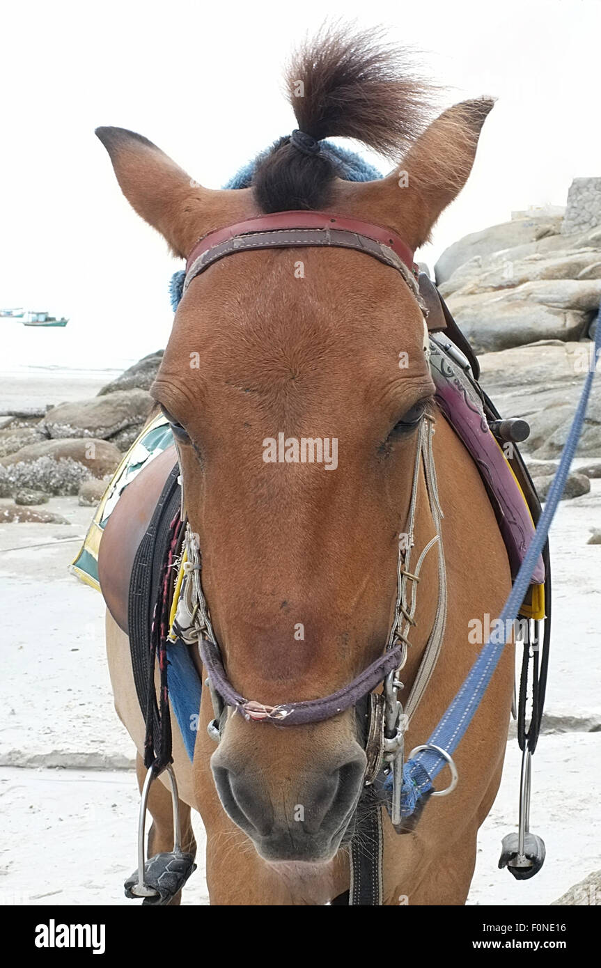 Braune Pferd am Strand für Touristen Erholung Stockfoto
