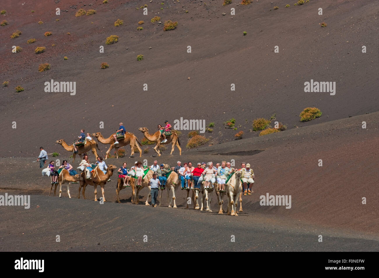 Kamele Dromedar (Camelus Dromedarius) ausgenutzt ursprünglich für die Landwirtschaft, jetzt für den Tourismus, Nationalpark Timanfaya, Lanzarote, Kanarische Inseln, Spanien, März 2009 Stockfoto