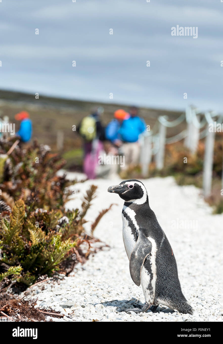 Toruists und Magellan-Pinguin (Spheniscus Magellanicus) an Gypsy Cove Falklandinseln UK Stockfoto
