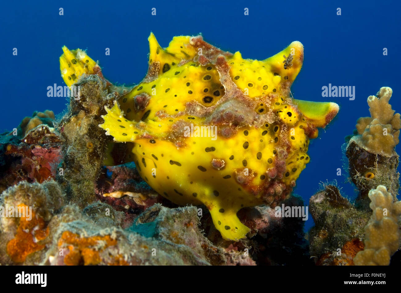 WARZIGER FROSCH FISCHE WARTEN AUF EIN TOP-KORALLENRIFF Stockfoto