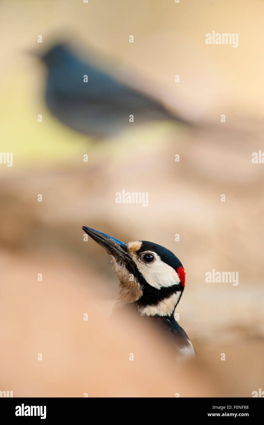 Kanarischer Buntspecht (Dendrocopos großen Canariensis) Kopf, Naturpark Corona Forestal, Teneriffa, Kanarische Inseln, Spanien, Mai 2009 Stockfoto