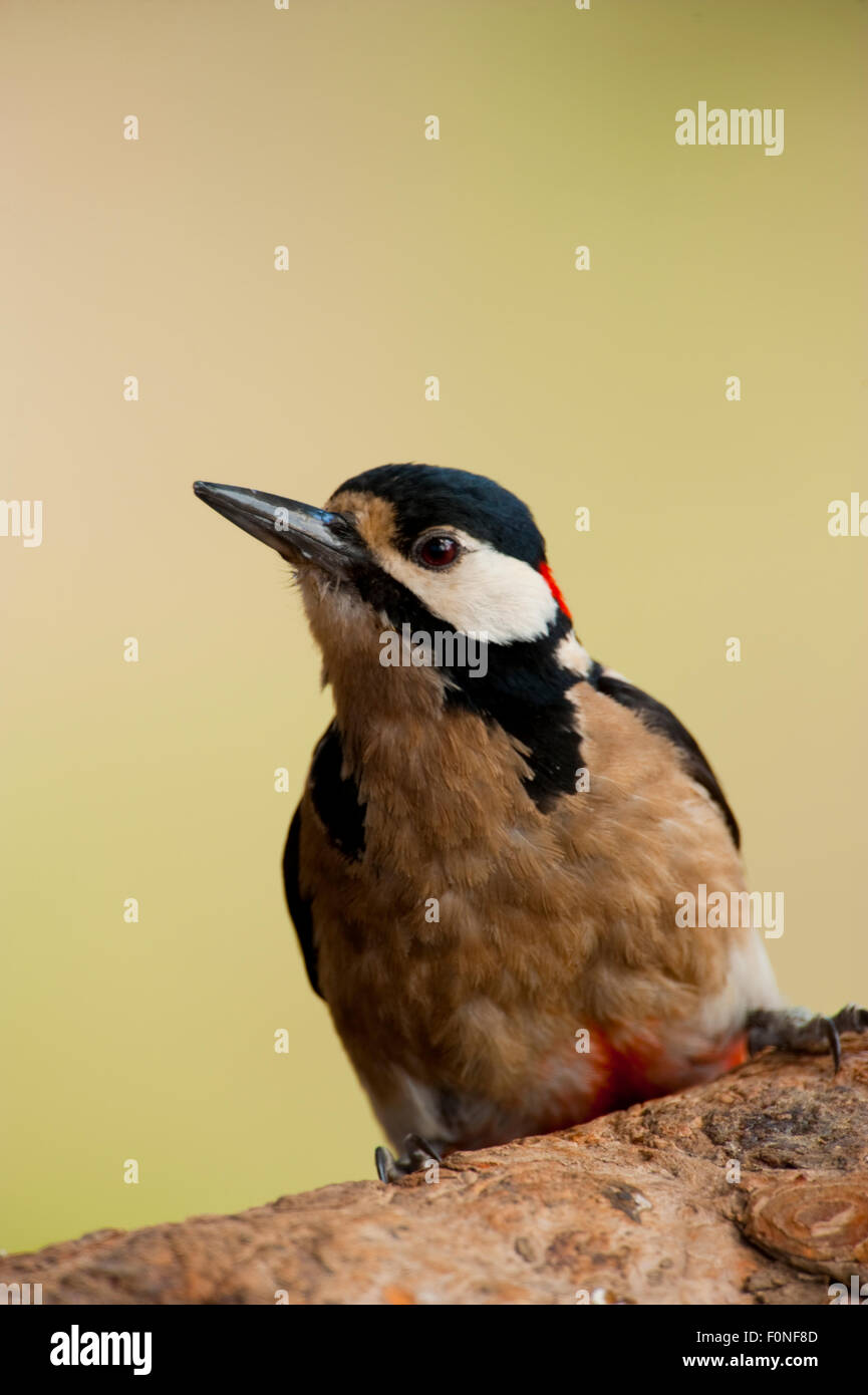 Kanarischer Buntspecht (Dendrocopos großen Canariensis) Porträt, Naturpark Corona Forestal, Teneriffa, Kanarische Inseln, Spanien, Mai 2009 Stockfoto
