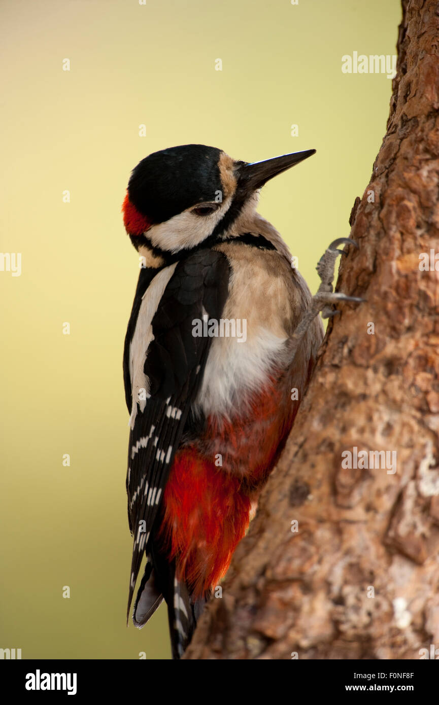 Kanarischer Buntspecht (Dendrocopos großen Canariensis) auf Baumstamm, Naturpark Corona Forestal, Teneriffa, Kanarische Inseln, Spanien, Mai 2009 Stockfoto
