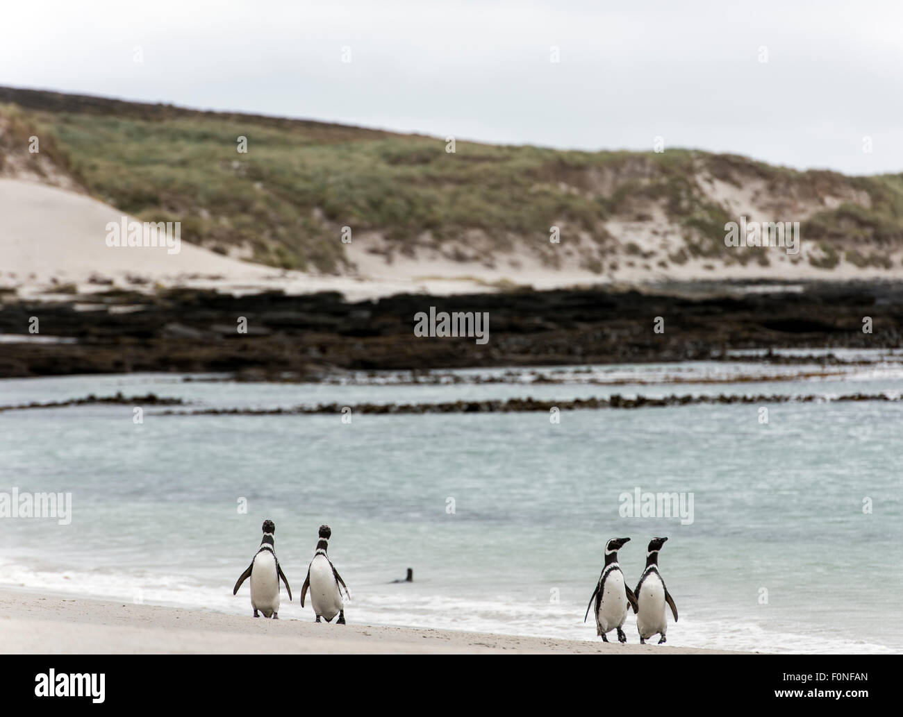 Magellan-Pinguine (Spheniscus Magellanicus) zu Fuß am Strand Karkasse Insel Falklandinseln UK Stockfoto
