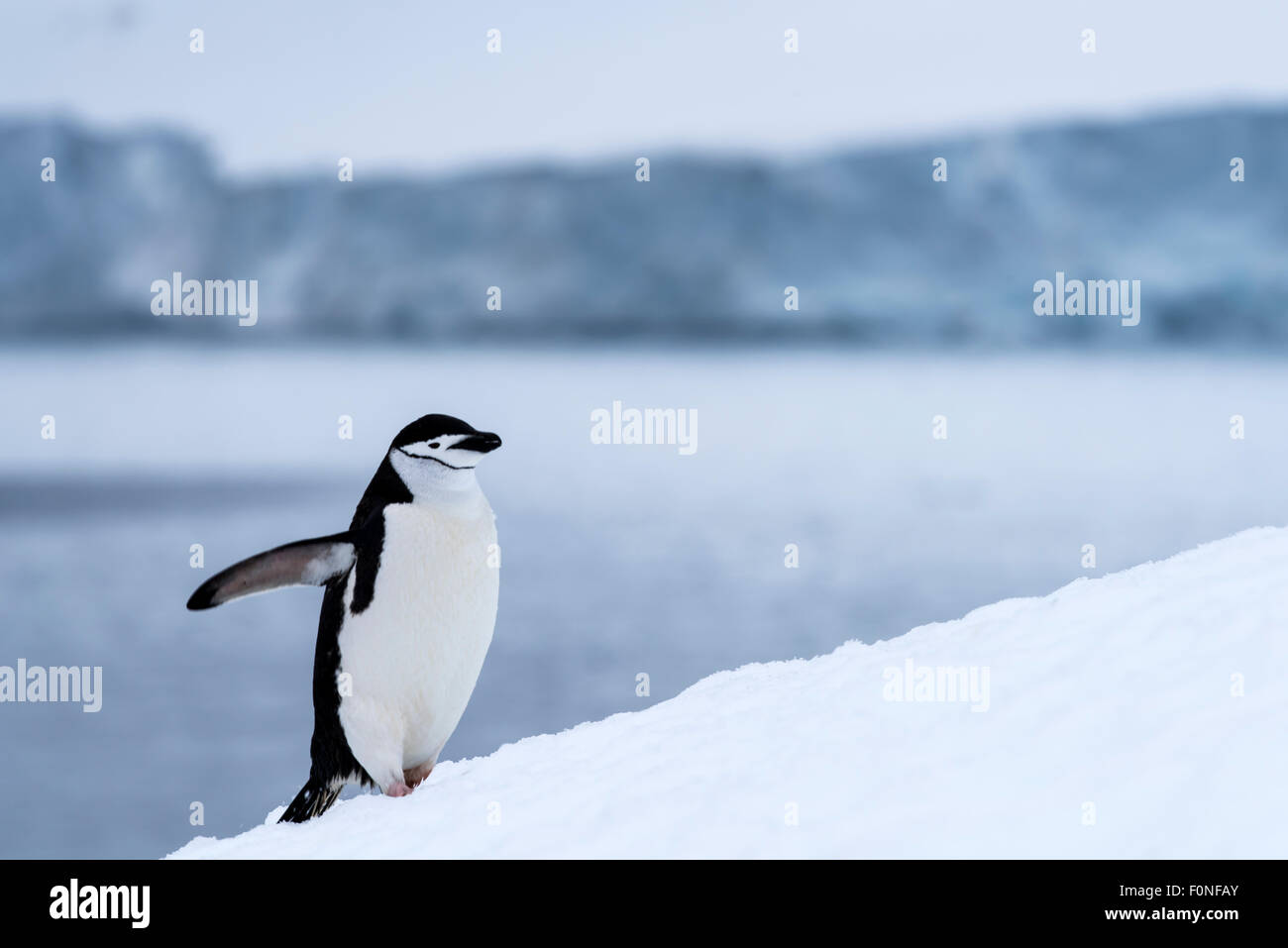 Zügelpinguinen (Pygoscelis Antarctica) Pinguin Wandern im Schnee Half Moon-Insel-antarktische Halbinsel-Antarktis Stockfoto
