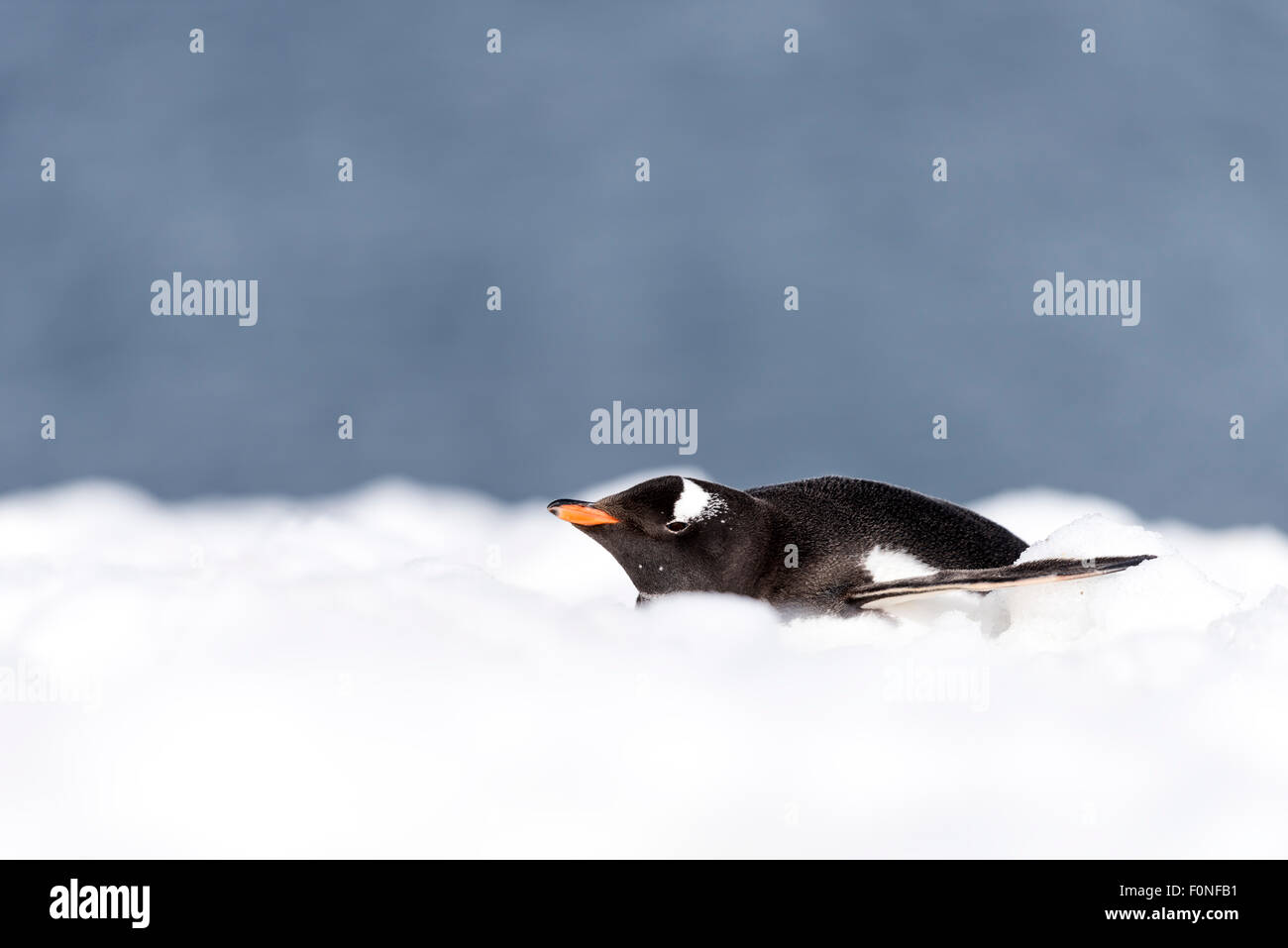 Gentoo Penguin (Pygoscelis Papua) liegen im Schnee Mikkelsen Hafen antarktischen Halbinsel Antarktis Stockfoto