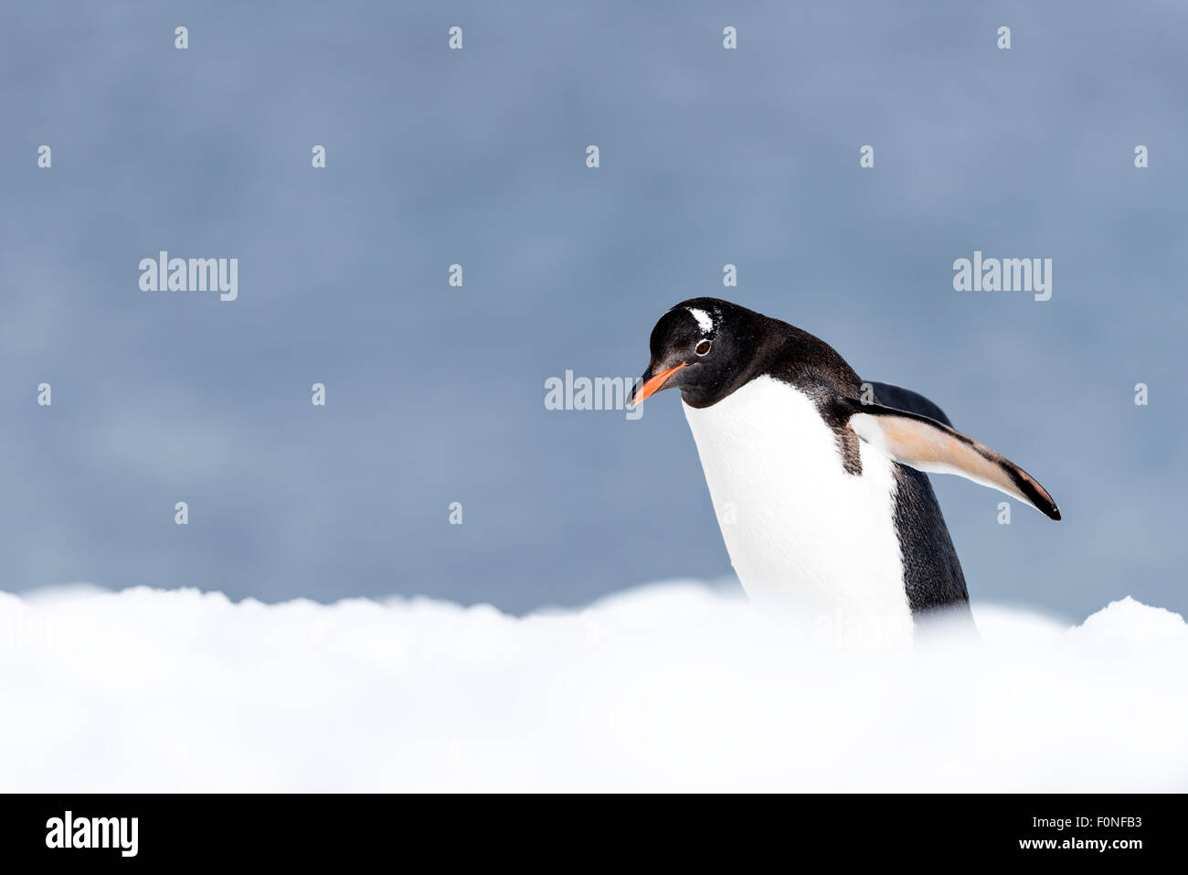 Gentoo Penguin (Pygoscelis Papua) auf Schnee Mikkelsen Hafen antarktischen Halbinsel Antarktis Stockfoto