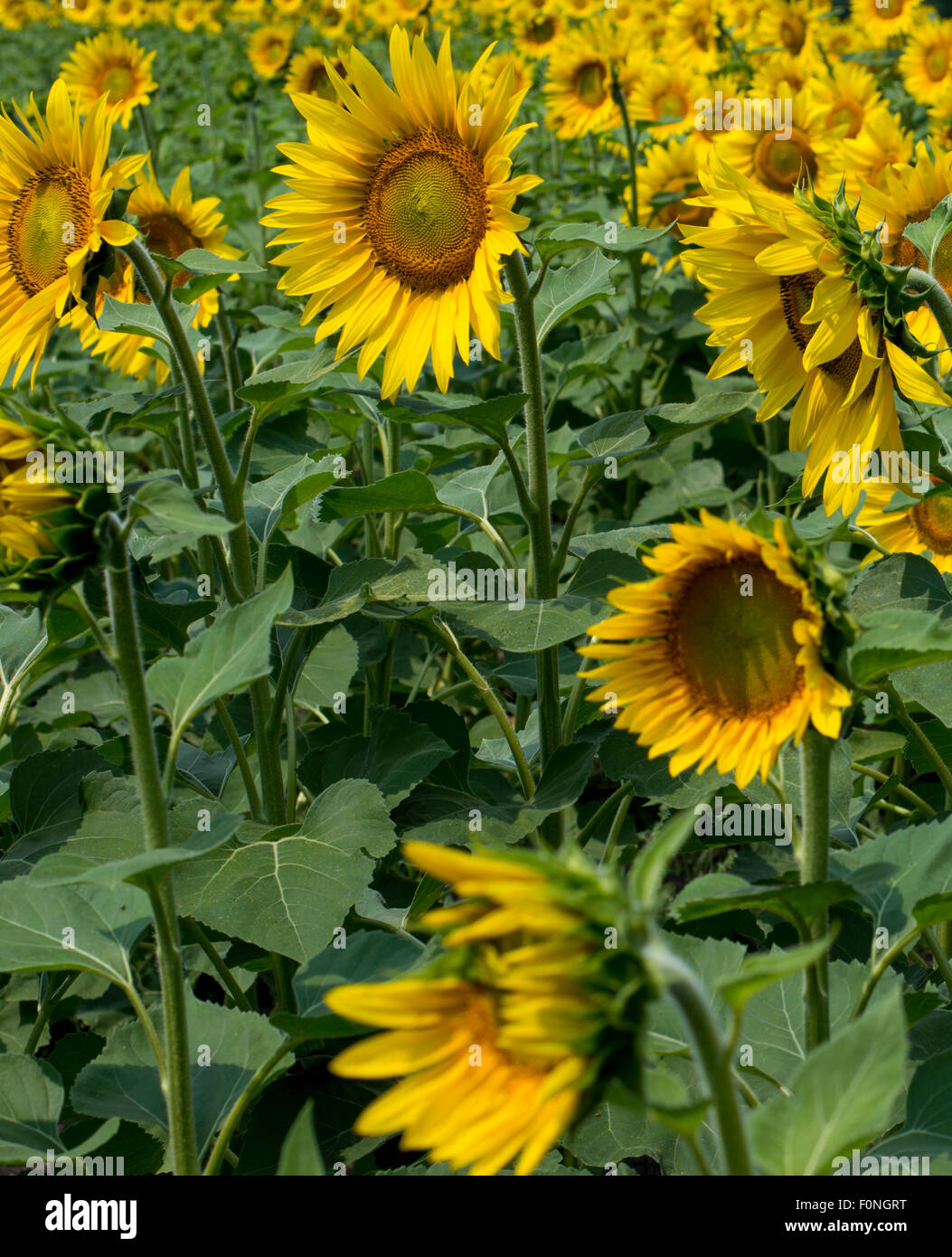 Fragment einer Plantage von Sonnenblumen während der Blüte Stockfoto