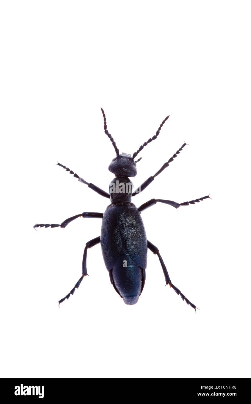 Männliche Öl Käfer (Meloe proscarabaeus) Naturpark Queyras, Frankreich, Mai 2009 Stockfoto