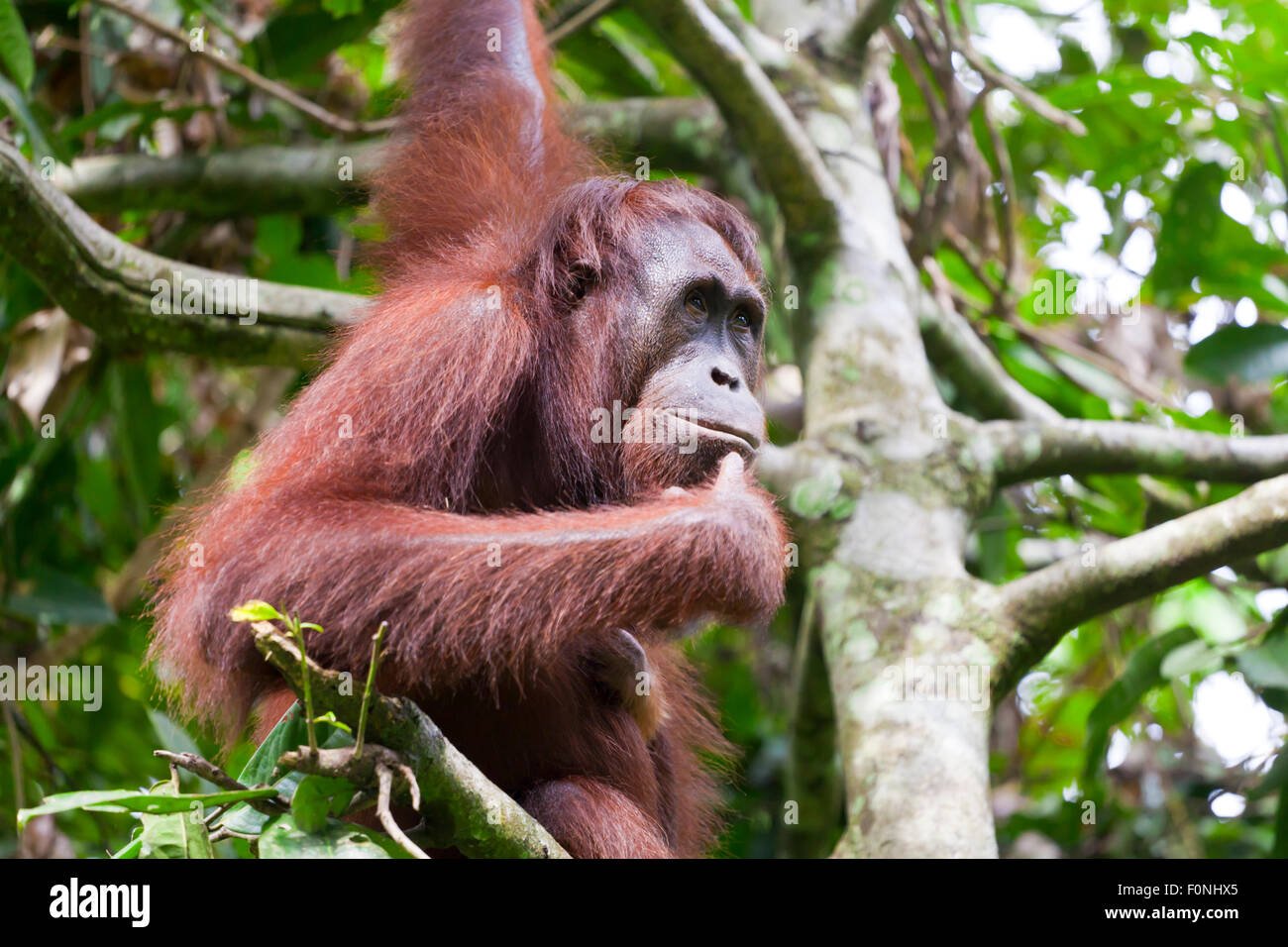 Orang-Utan-denken auf einem Baum Stockfoto