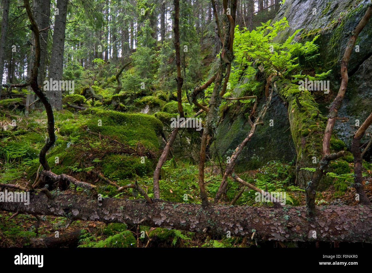 Bäume und Moose im Unterholz eines unberührten Waldes, gefallen Kouprova Tal, westliche Tatra, Karpaten, Slowakei, Juni 2009 Stockfoto