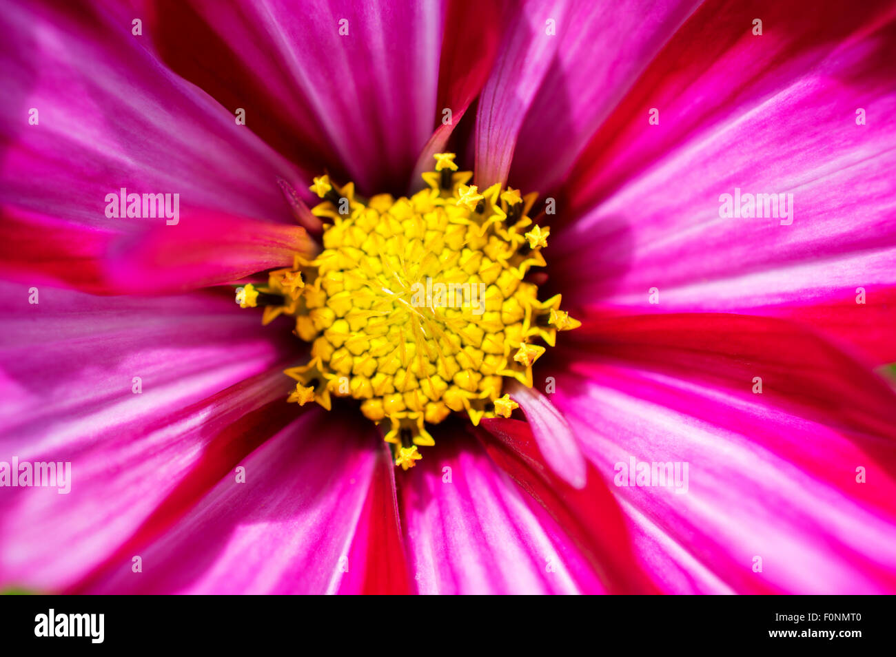 Lebendigen Kosmos rosa Blume - Makro Nahaufnahme der Staubblätter, Antheren und Blütenblätter Stockfoto