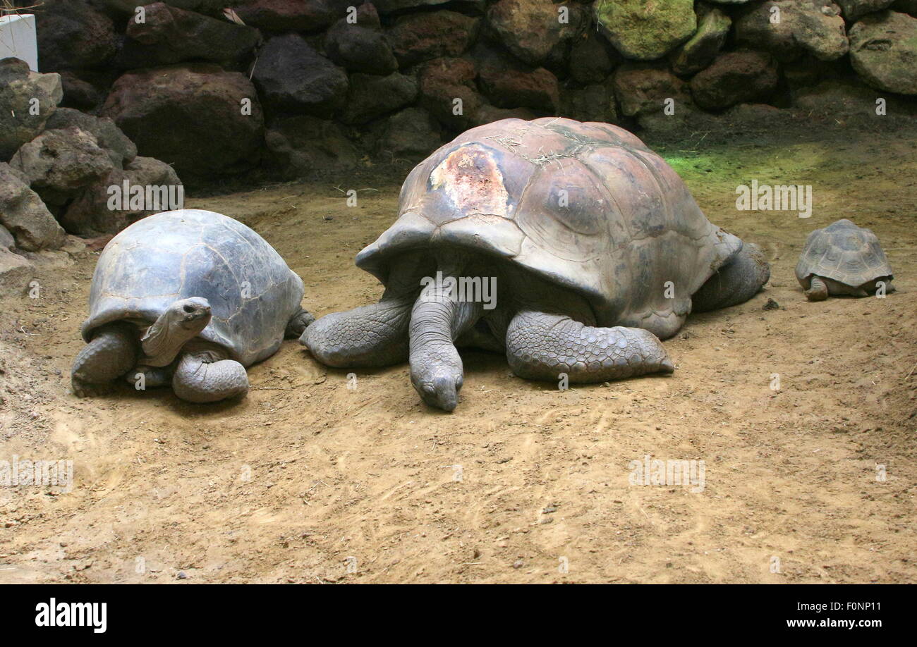 Paar von Aldabra-Riesenschildkröten (Aldabrachelys Gigantea oder Dipsochelys Dussumieri) Stockfoto