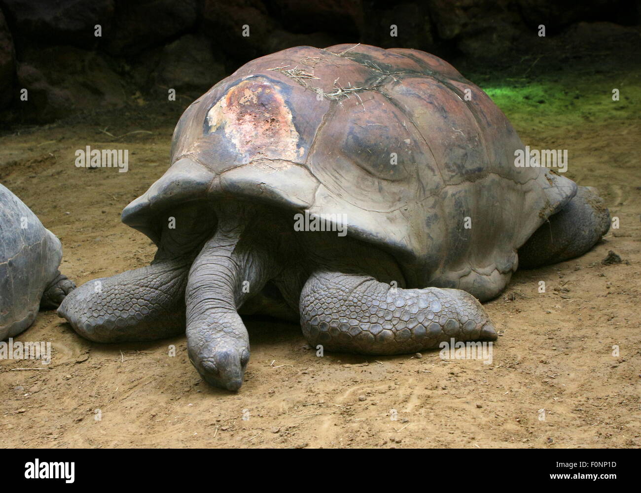 Aldabra-Riesenschildkröte (Aldabrachelys Gigantea oder Dipsochelys Dussumieri) Stockfoto