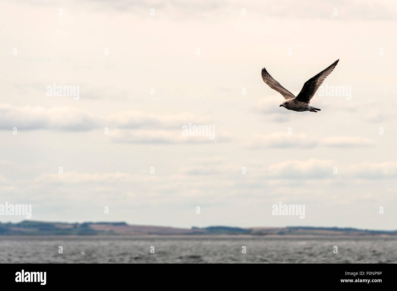 Nördlichen Fulmar (Fulmarus Cyclopoida) fliegen Farne Islands, Northumberland, England, Großbritannien, UK Stockfoto